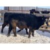 Image 7 : G & B Farms - 720# Steers - 85 Head (Deloraine, MB)