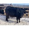 Image 8 : G & B Farms - 720# Steers - 85 Head (Deloraine, MB)
