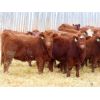 Image 3 : Hebert Livestock Ventures - 750# Heifers - 80 Head (Wawota, SK)