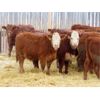 Image 4 : Hebert Livestock Ventures - 750# Heifers - 80 Head (Wawota, SK)