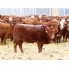 Image 5 : Hebert Livestock Ventures - 750# Heifers - 80 Head (Wawota, SK)