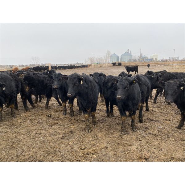 Pedersen Farms - 875# Steers - 203 Head (Scandia, AB)