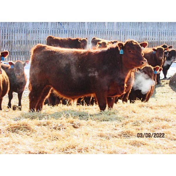 Helland Land & Cattle Co. Ltd. - 885# Steers - 70 Head (Lomond, AB)