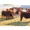 Image 2 : Helland Land & Cattle Co. Ltd. - 885# Steers - 70 Head (Lomond, AB)