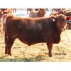 Image 3 : Helland Land & Cattle Co. Ltd. - 885# Steers - 70 Head (Lomond, AB)