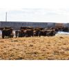 Image 4 : Helland Land & Cattle Co. Ltd. - 885# Steers - 70 Head (Lomond, AB)