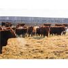 Image 5 : Helland Land & Cattle Co. Ltd. - 885# Steers - 70 Head (Lomond, AB)