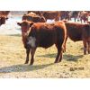 Image 7 : Helland Land & Cattle Co. Ltd. - 885# Steers - 70 Head (Lomond, AB)