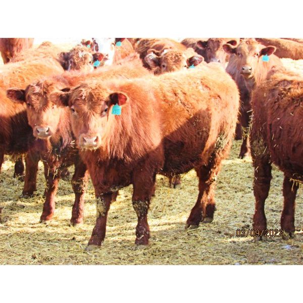 X Bar X Cattle Co. Ltd. - 859# Steers - 73 Head (Lomond, AB)