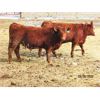 Image 3 : X Bar X Cattle Co. Ltd. - 859# Steers - 73 Head (Lomond, AB)