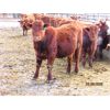 Image 5 : X Bar X Cattle Co. Ltd. - 859# Steers - 73 Head (Lomond, AB)