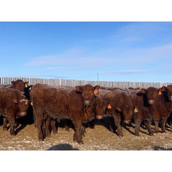 Raymond Land & Cattle - 790# Steers - 78 Head (Aneroid, SK)
