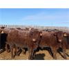 Image 2 : Raymond Land & Cattle - 790# Steers - 78 Head (Aneroid, SK)