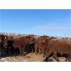 Image 4 : Raymond Land & Cattle - 790# Steers - 78 Head (Aneroid, SK)