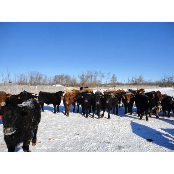 PL Creekside Farms - 750# Steers - 80 Head (Mullingar, SK)