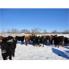 Image 1 : PL Creekside Farms - 750# Steers - 80 Head (Mullingar, SK)