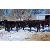 Image 1 : Double X Land & Cattle - 550# Steers - 65 Head (Gladstone, MB)