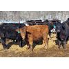 Image 3 : Double X Land & Cattle - 550# Steers - 65 Head (Gladstone, MB)