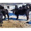 Image 5 : Double X Land & Cattle - 550# Steers - 65 Head (Gladstone, MB)
