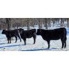 Image 1 : Double X Land & Cattle - 525# Heifers - 80 Head (Gladstone, MB)