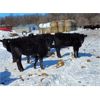Image 3 : Double X Land & Cattle - 525# Heifers - 80 Head (Gladstone, MB)