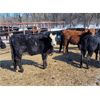 Image 5 : Double X Land & Cattle - 525# Heifers - 80 Head (Gladstone, MB)