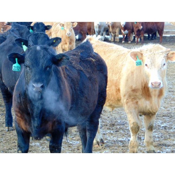 Coro View Farms - 1000# Steers - 160 Head (Scandia, AB)
