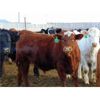 Image 2 : Coro View Farms - 1000# Steers - 160 Head (Scandia, AB)