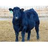 Image 5 : Coro View Farms - 1000# Steers - 160 Head (Scandia, AB)