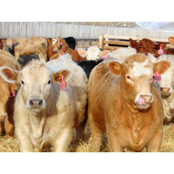 Coro View Farms - 950# Heifers - 115 Head (Scandia, AB)