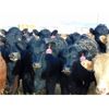 Image 2 : Coro View Farms - 950# Heifers - 115 Head (Scandia, AB)