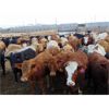 Image 3 : Coro View Farms - 950# Heifers - 115 Head (Scandia, AB)