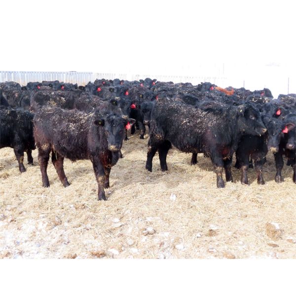 David Garvey - 855# Steers - 210 Head (Wapella, SK)