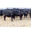 Image 4 : David Garvey - 855# Steers - 210 Head (Wapella, SK)