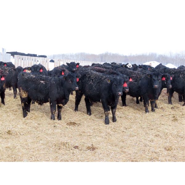 David Garvey - 770# Steers - 156 Head (Wapella, SK)
