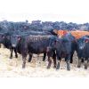 Image 5 : David Garvey - 770# Steers - 156 Head (Wapella, SK)
