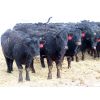 Image 2 : David Garvey - 710# Heifers - 152 Head (Wapella, SK)