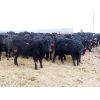 Image 3 : David Garvey - 710# Heifers - 152 Head (Wapella, SK)