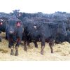Image 4 : David Garvey - 710# Heifers - 152 Head (Wapella, SK)