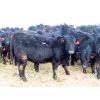 Image 5 : David Garvey - 710# Heifers - 152 Head (Wapella, SK)