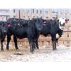 Image 6 : David Garvey - 710# Heifers - 152 Head (Wapella, SK)