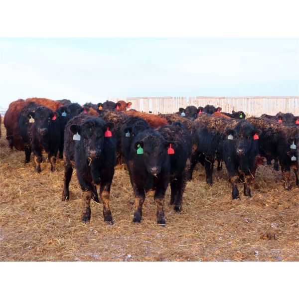 Little Rainbow Ranch - 750# Steers - 160 Head (Moosomin, SK)