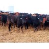 Image 2 : Little Rainbow Ranch - 750# Steers - 160 Head (Moosomin, SK)