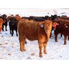 Image 6 : Little Rainbow Ranch - 750# Steers - 160 Head (Moosomin, SK)