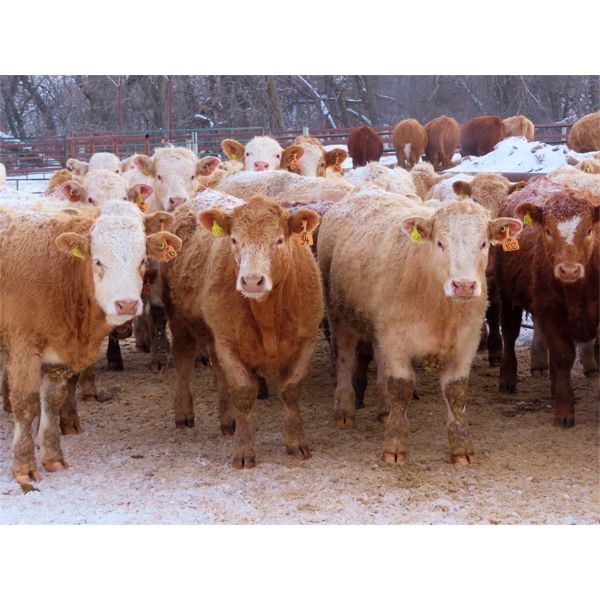 Van Eaton Farms - 920# Steers - 70 Head (Moosomin, SK)