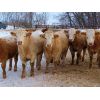 Image 2 : Van Eaton Farms - 920# Steers - 70 Head (Moosomin, SK)