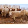 Image 6 : Van Eaton Farms - 920# Steers - 70 Head (Moosomin, SK)