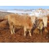 Image 2 : Van Eaton Farms - 825# Heifers - 60 Head (Moosomin, SK)