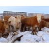 Image 3 : Van Eaton Farms - 825# Heifers - 60 Head (Moosomin, SK)