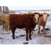 Image 6 : Van Eaton Farms - 825# Heifers - 60 Head (Moosomin, SK)